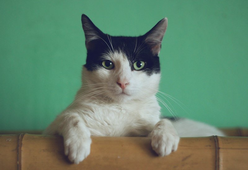 Cairo & Giza Cat Rescue