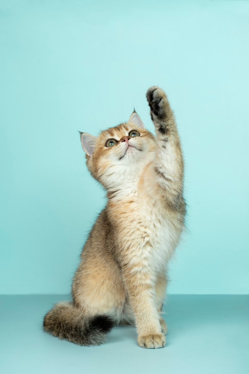 Middle Egypt Cat Rescue