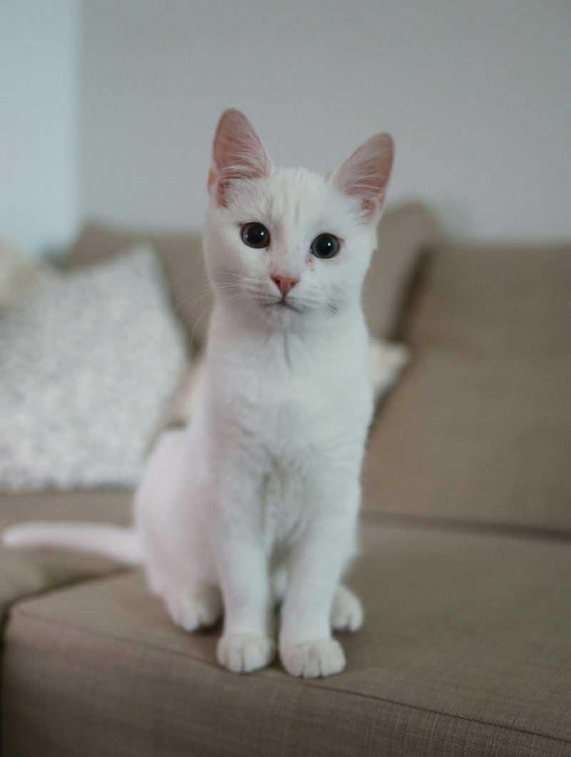 Upper Egypt Cat Rescue